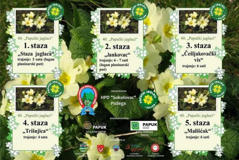 Trenutno pregledavate 40. Papučki jaglaci
